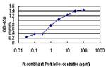 CDC2L5 Antibody in ELISA (ELISA)