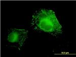 AOC3 Antibody in Immunocytochemistry (ICC/IF)