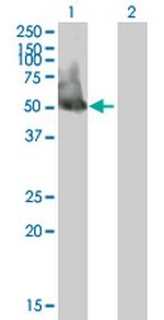 EIF3S5 Antibody in Western Blot (WB)