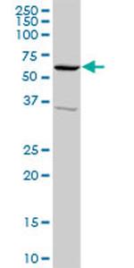 SNX4 Antibody in Western Blot (WB)