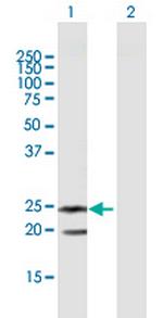 TNFSF14 Antibody in Western Blot (WB)