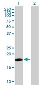 TNFSF12 Antibody in Western Blot (WB)