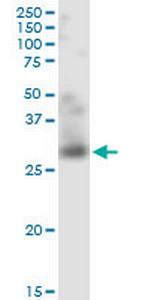 TNFSF12 Antibody in Western Blot (WB)