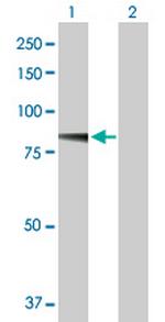 ADAM21 Antibody in Western Blot (WB)