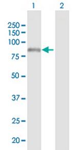 ADAM7 Antibody in Western Blot (WB)