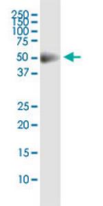 CDS2 Antibody in Western Blot (WB)