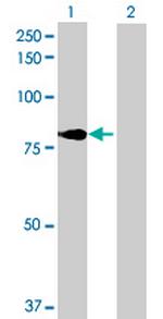 PABPC4 Antibody in Western Blot (WB)