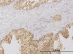 RIPK2 Antibody in Immunohistochemistry (Paraffin) (IHC (P))