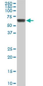 RIPK2 Antibody in Western Blot (WB)