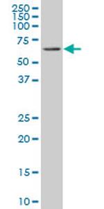 RIPK2 Antibody in Western Blot (WB)