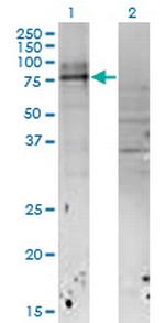 IL18RAP Antibody in Western Blot (WB)