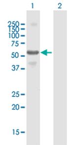 CFLAR Antibody in Western Blot (WB)