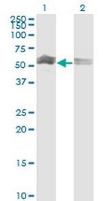 CFLAR Antibody in Western Blot (WB)