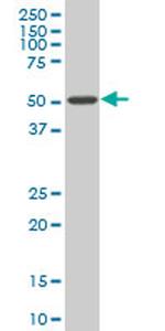 HDAC3 Antibody in Western Blot (WB)