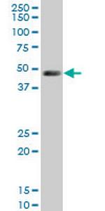 LDB1 Antibody in Western Blot (WB)