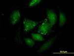 PER3 Antibody in Immunocytochemistry (ICC/IF)