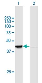 PER3 Antibody in Western Blot (WB)