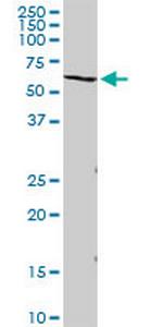 VNN2 Antibody in Western Blot (WB)