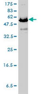 APPBP1 Antibody in Western Blot (WB)