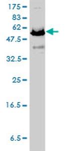 NAE1 Antibody in Western Blot (WB)