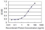 NAE1 Antibody in ELISA (ELISA)