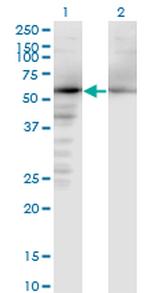 NAE1 Antibody in Western Blot (WB)