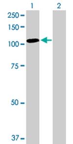 TAX1BP1 Antibody in Western Blot (WB)