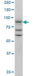 TAX1BP1 Antibody in Western Blot (WB)