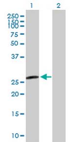 H1FX Antibody in Western Blot (WB)