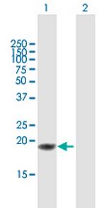 TNFSF18 Antibody in Western Blot (WB)