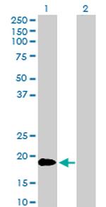 TNFSF18 Antibody in Western Blot (WB)