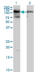 TAF1C Antibody in Western Blot (WB)