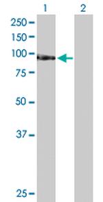 TAF1C Antibody in Western Blot (WB)