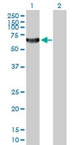 TAF1B Antibody in Western Blot (WB)