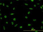 LDB2 Antibody in Immunocytochemistry (ICC/IF)