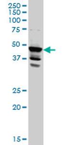 LDB2 Antibody in Western Blot (WB)