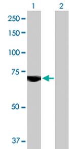 USP2 Antibody in Western Blot (WB)