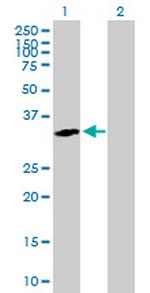 RGN Antibody in Western Blot (WB)