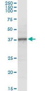 NMI Antibody in Western Blot (WB)