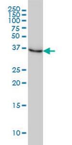 NMI Antibody in Western Blot (WB)