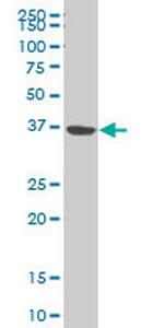 NMI Antibody in Western Blot (WB)