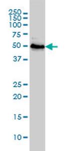 RRP9 Antibody in Western Blot (WB)