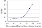 ATG12 Antibody in ELISA (ELISA)