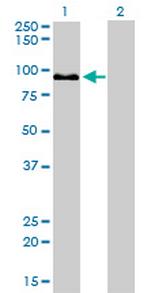 ZW10 Antibody in Western Blot (WB)