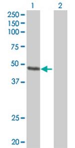 FAIM3 Antibody in Western Blot (WB)