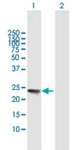 IL32 Antibody in Western Blot (WB)