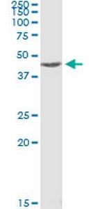 MAPKAPK2 Antibody in Immunoprecipitation (IP)