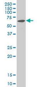 MAPKAPK2 Antibody in Western Blot (WB)