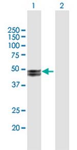 MMP20 Antibody in Western Blot (WB)