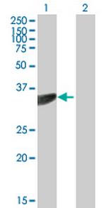 PTER Antibody in Western Blot (WB)